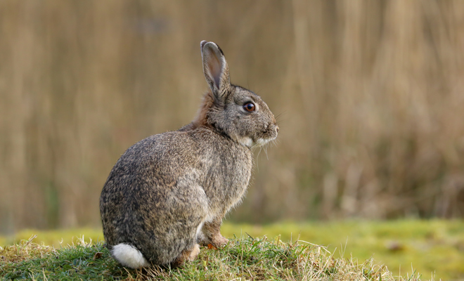 Soñar Con Conejos Grises