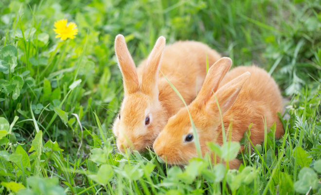 Soñar Con Conejos Marrones