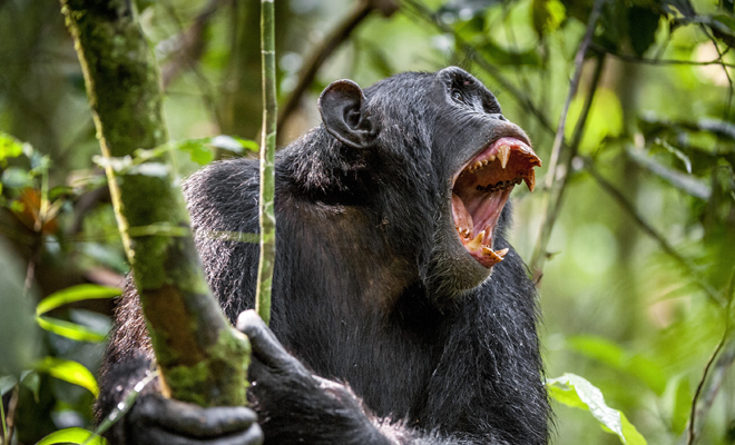 Soñar Con Monos Agresivos