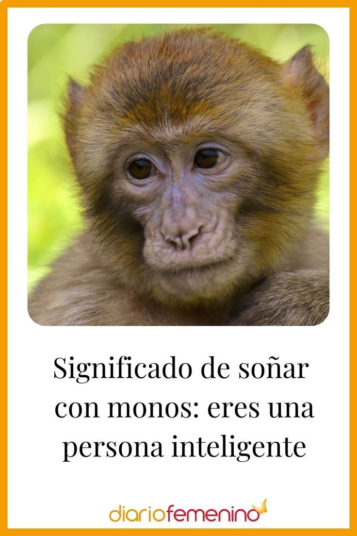 Soñar Con Un Mono Marrón