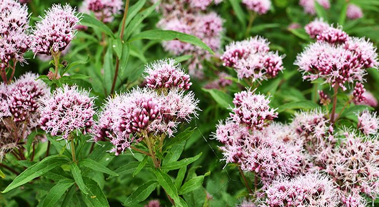 Valeriana Para La Ansiedad