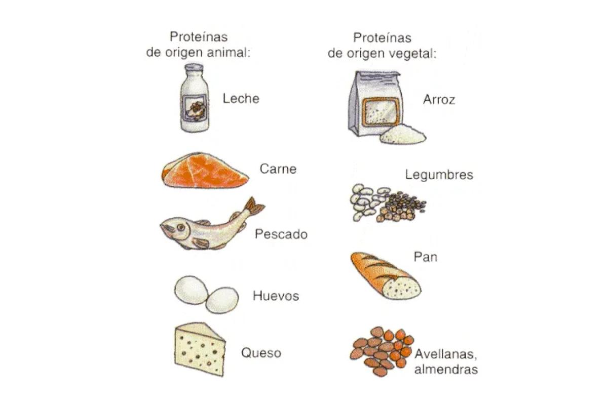 10 Alimentos Que Contienen Proteínas