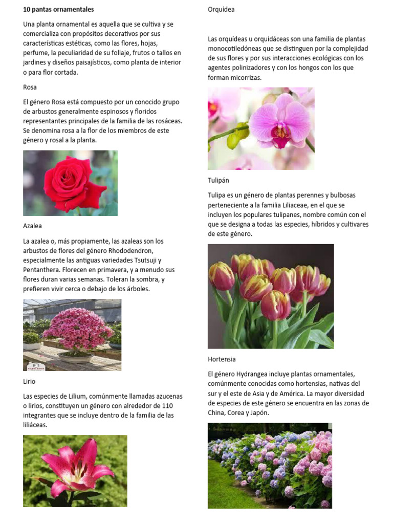 10 Plantas Ornamentales