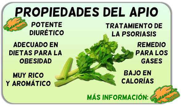 Apio Beneficios Y Contraindicaciones
