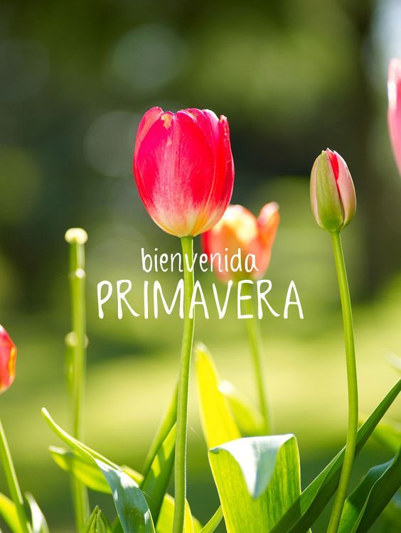 Feliz Primavera