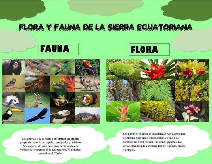 Flora Y Fauna De La Sierra Map