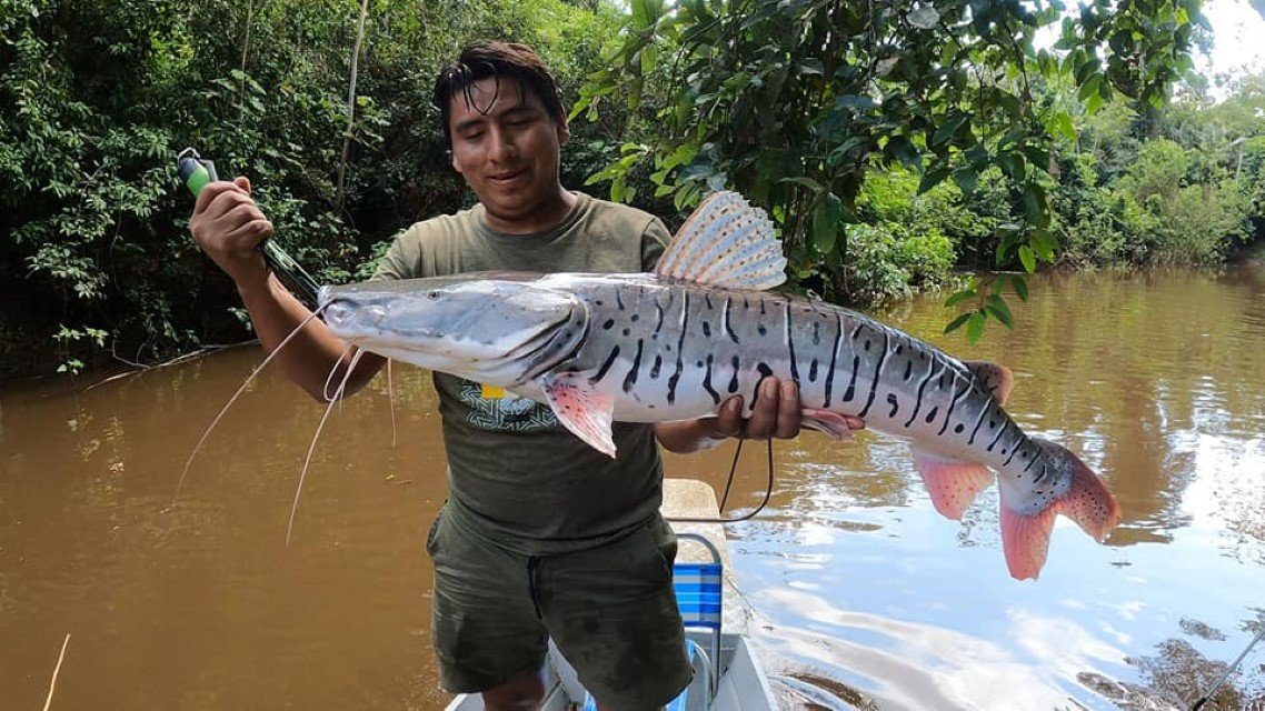 Imágenes De Peces De La Selva Peruana