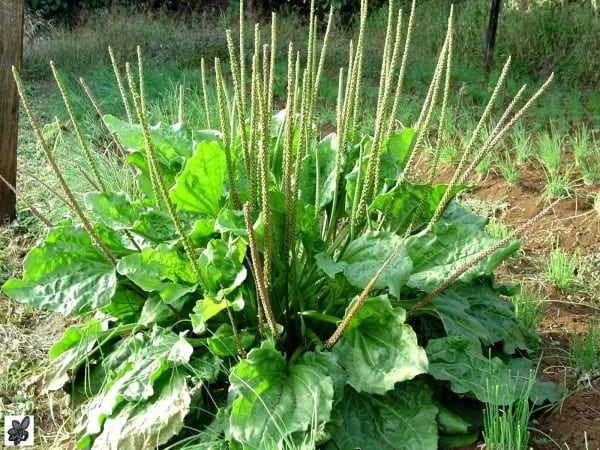 Llantén Planta