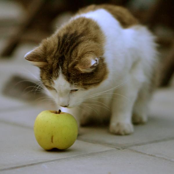 Los Gatos Pueden Comer Manzana