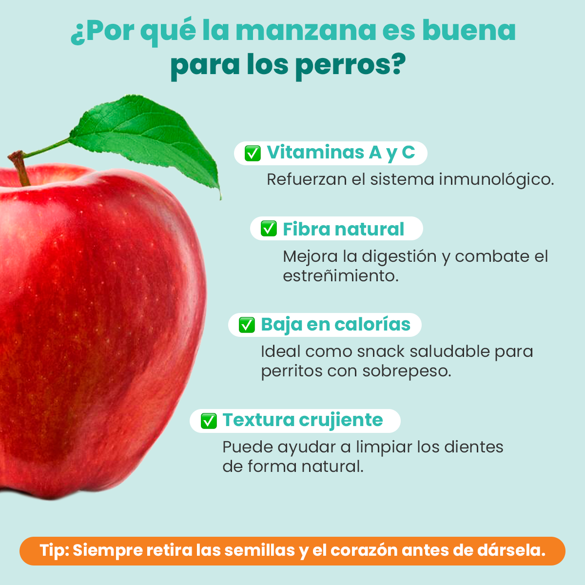 Los Perros Pueden Comer Manzana Verde Con Cáscara