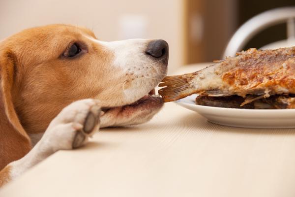 Los Perros Pueden Comer Pescado Cocido