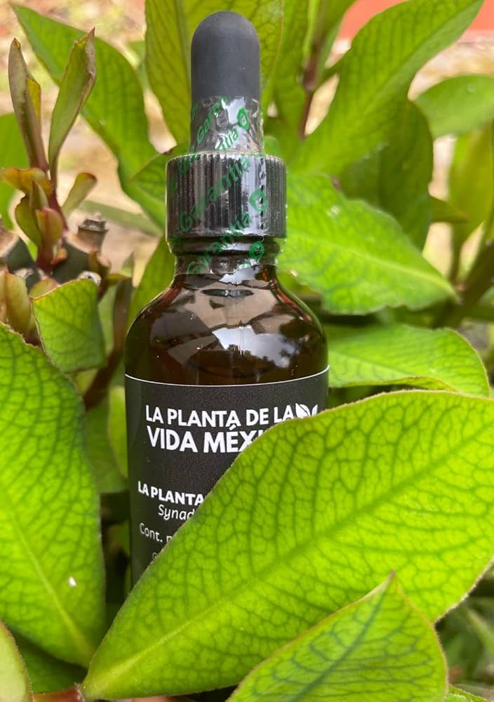 Planta De La Vida Donde Comprar