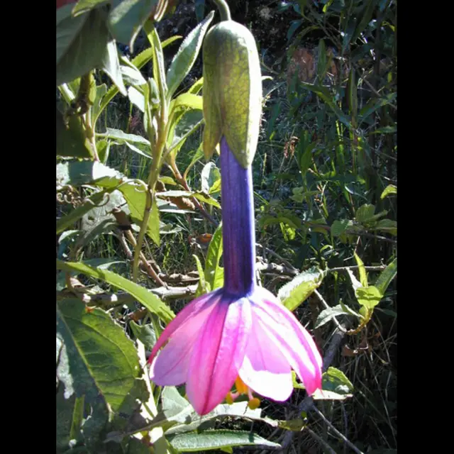 Planta En Extinción En La Sierra
