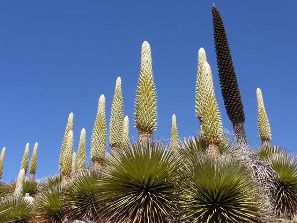 Planta En Peligro De Extincion En Peru Uses