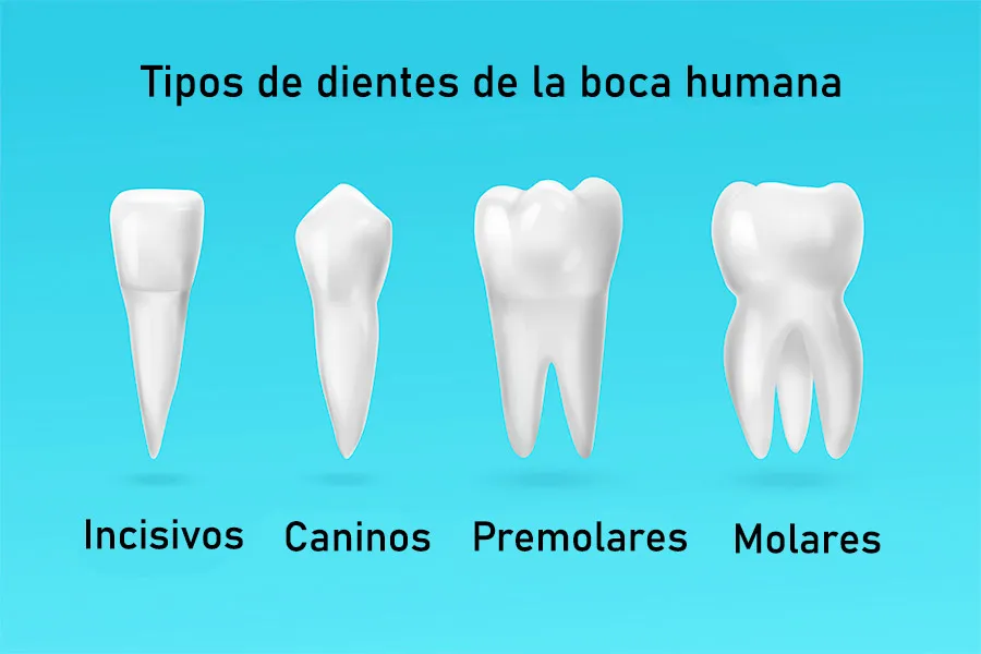 Que Son Los Dientes