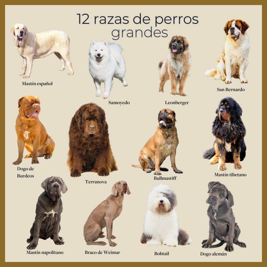 Razas De Perros Grandes