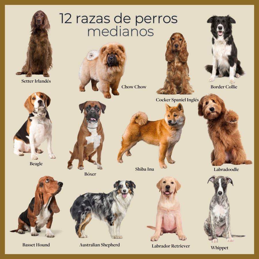 Razas De Perros Medianos